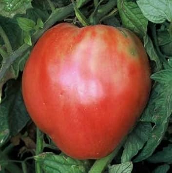 Red Oxheart Tomato Solanum lycopersicum seeds for planting