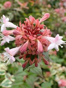 Heirloom Non-GMO Red Abelia Flower Seeds for Garden Planting – Fragrant Ornamental Blooms