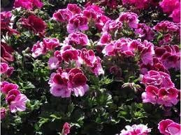 Perennial Flower Seeds Heirloom Non GMO Planting - 100