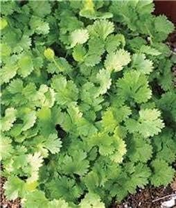 Green Cilantro Seeds for Planting - 100 pcs