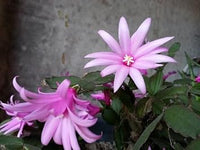 Heirloom Non-GMO Hatiora Flower Seeds for Garden Planting – Unique Cactus Blooms for Indoors or Outdoors