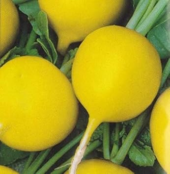 Radish Seeds for Planting Yellow - 100 pcs