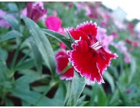 Burgundy White Dianthus Flower Seeds – Heirloom Non-GMO Blooms for Fragrant Garden Edges