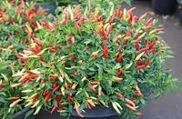 Chilli Pepper Vegetable Seeds for Planting - 100 pcs