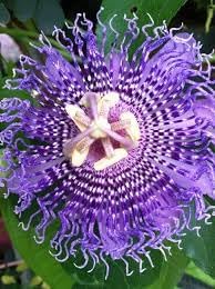 Sweet Grenadilla Passiflora Seeds – Heirloom Non-GMO Fruit Seeds for Tropical Garden Planting - Grenadilla for planting in home garden