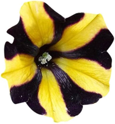 Black Velvet Petunia Rare Flower Seeds White