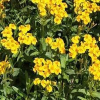 Tagetes Lucida Flower Seeds for Planting 100 -Hierloom Flower Seeds