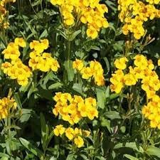 Tagetes Lucida Flower Seeds for Planting 100 -Hierloom Flower Seeds