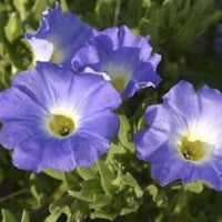 Chilean bellflower Nolana paradoxa white flower seeds for planting in garden beds or ornamental containers