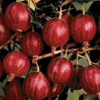 Hinnomaki red gooseberry Ribes uva-crispa seeds for garden fruit beds