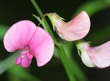 Heirloom Non-GMO Pink Lathyrus Flower Seeds for Fragrant Garden Trellises and Seasonal Planting