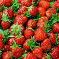 Large Strawberry Seeds for Growing Berries in Your Home Garden