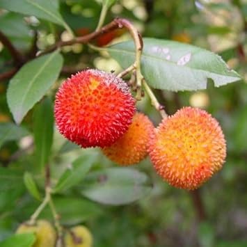 Bayberry Fruit Seeds for Planting - Orange Bayberries for a Sweet and Aromatic Harvest