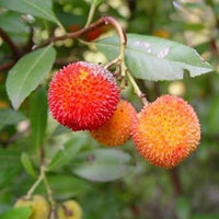 Orange bayberry Fruit Seeds