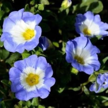 Chilean bellflower Nolana paradoxa white flower seeds for planting in garden beds or ornamental containers