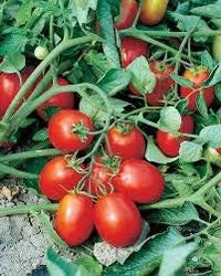 Giant Monster Tomato Vegetable Seeds for Planting – Red Variety 100 pcs