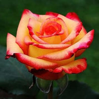 Orange Yellow Rose Plant Seeds for Planting Non-GMO Heirloom Garden Seeds for Growing