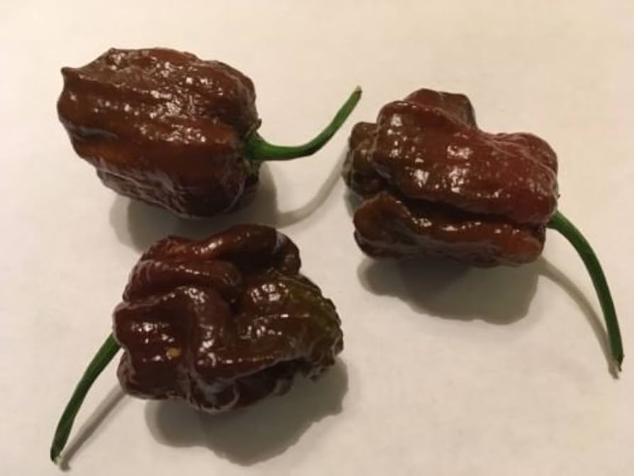 Trinidad 7 Pot Douglah Pepper Capsicum Chinense Vegetable Seeds for Planting in Home Garden and Warm Climates