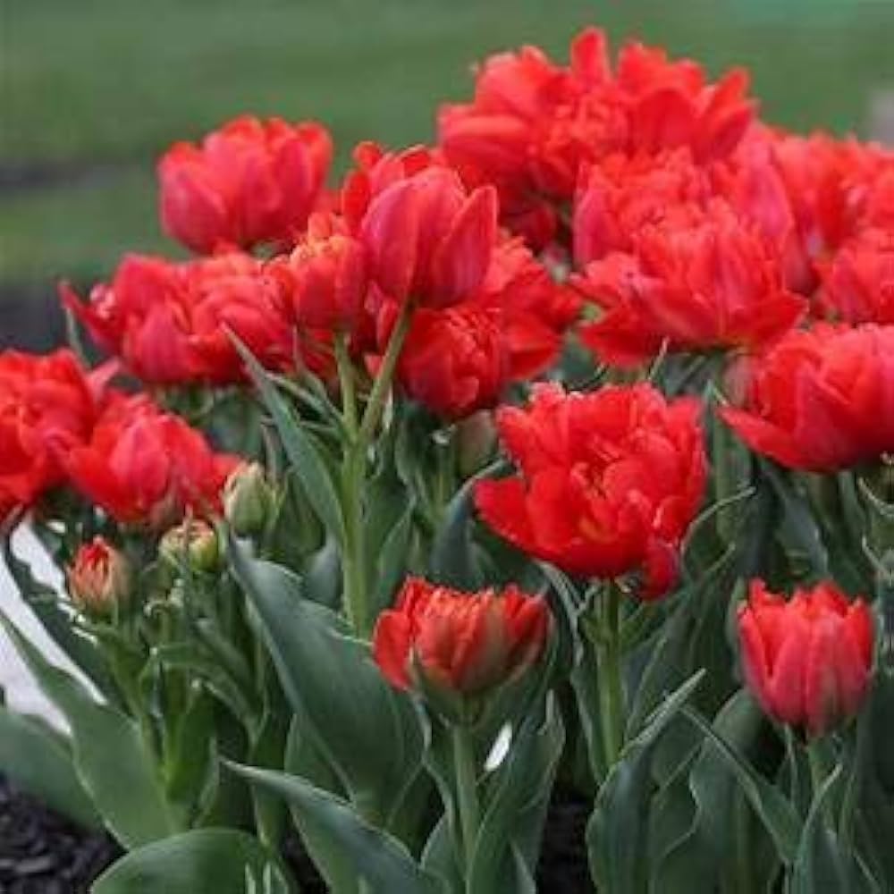 Double tulips grown from rare perennial seeds with layered petals in elegant shapes