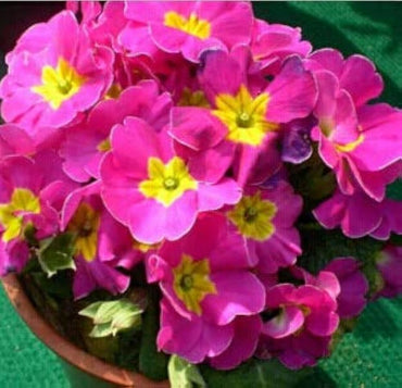 Heirloom Non-GMO Primula Malacoides Flower Seeds – Colorful Blooming Annuals