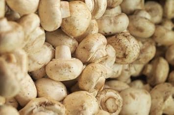 Mushroom Seeds for Planting, Cream, heirloom & Non-GMO Seeds