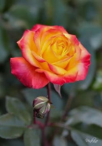 Orange Yellow Rose Plant Seeds for Planting Non-GMO Heirloom Garden Seeds for Growing