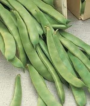 Green Romano Pole Bean Phaseolus vulgaris seeds for trellis garden planting