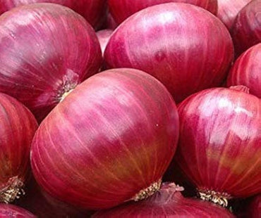 Onion Allium cepa Vegetable Seeds for Planting Red Wheat Variety in Kitchen Garden