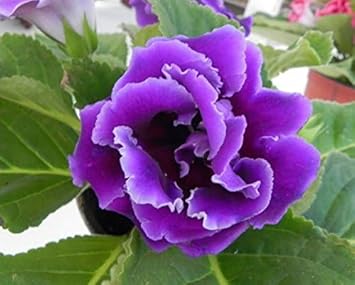 Heirloom Non-GMO Gloxinia Perennial Flower Seeds – Lush Indoor or Garden Blooms - Non-GMO for planting in home garden