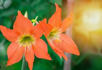 Organic Heirloom Non-GMO Orange Hippeastrum Rutilum Flower Seeds for Planting – Bold Blooms