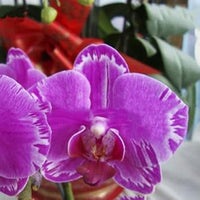 Purple Butterfly Orchid flower seeds – exotic heirloom, non-GMO seeds for planting