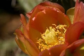 Orange Opuntia Flower Seeds for Planting - Heilroom Seeds for Home Garden, GMO Free Seeds