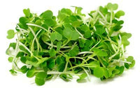 Pac Choi, Red Choi – Organic Microgreen Seed