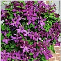 Purple Clematis Flower Seeds – Heirloom Non-GMO Climbing Vine Seeds for Planting