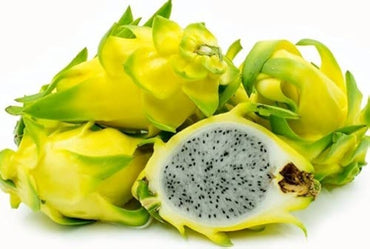 Dragon Fruit- Yellow Megalanthus (Cutting)