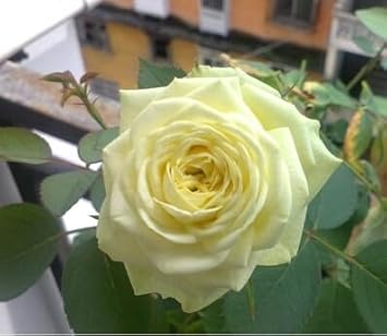 Non-GMO (Non-GMO scientific name) for planting in garden