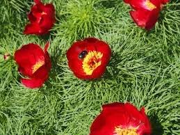 Heirloom Non-GMO Tenuifolia Flower Seeds – Unique Delicate Blooms for Garden Planting