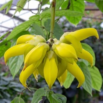 Heirloom Non-GMO Endangered Jade Flower Seeds for Rare Exotic Garden Planting for planting in home garden