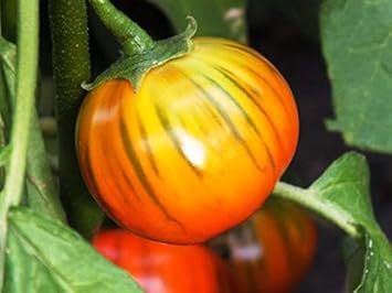 Orange Eggplant Solanum melongena for planting in vegetable patch