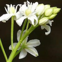 Siberica (Siberica scientific name) for planting in garden