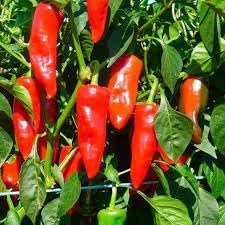 Pepper Seeds for Planting, 100 pcs