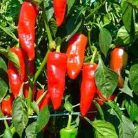 Pepper Seeds for Planting, 100 pcs