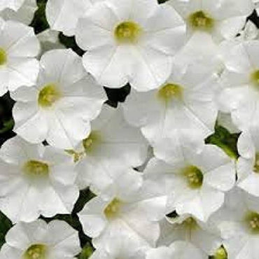 Petunia flower Petunia hybrida hybrid seeds for planting in bonsai pots or large outdoor containers