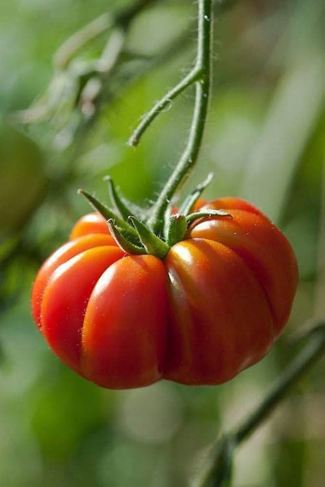 Beefsteak tomato seeds for planting extra-large and flavorful heirloom fruits