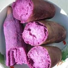 Purple Sweet Potato Ipomoea batatas for planting in home garden
