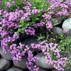 Pink Saponaria Ocymoides Flower Seeds for Planting - 100 pcs