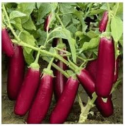 Burgundy eggplant Solanum melongena seeds for planting in home garden