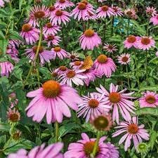 Heirloom Echinacea angustifolia Coneflower Seeds for Planting - Non-GMO Garden Seeds