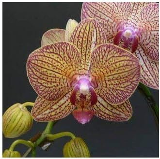 Heirloom Yellow Purple Phalaenopsis Orchid Flower Seeds – Non-GMO Exotic Blooms for Planting