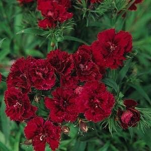 Heirloom Non-GMO Maroon Dianthus Flower Seeds for Garden Planting – Rich-Colored Fragrant Blooms